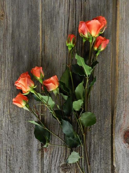  ORANGE SPRAY ROSES